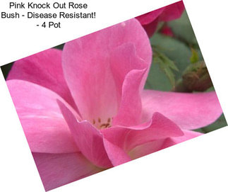 Pink Knock Out Rose Bush - Disease Resistant! - 4\