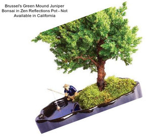 Brussel\'s Green Mound Juniper Bonsai in Zen Reflections Pot - Not Available in California