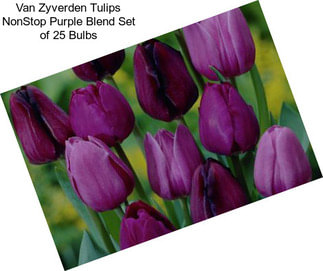 Van Zyverden Tulips NonStop Purple Blend Set of 25 Bulbs