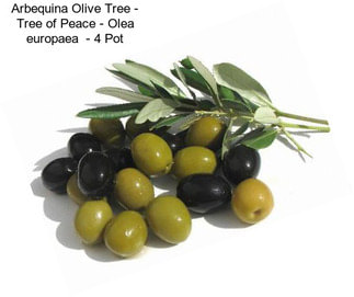 Arbequina Olive Tree - Tree of Peace - Olea europaea  - 4\