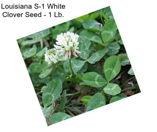 Louisiana S-1 White Clover Seed - 1 Lb.
