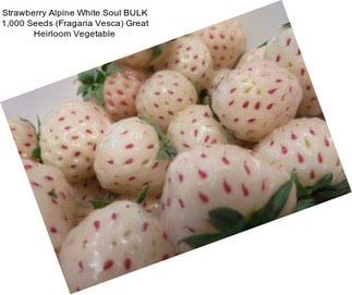 Strawberry Alpine White Soul BULK 1,000 Seeds (Fragaria Vesca) Great Heirloom Vegetable