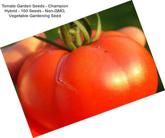 Tomato Garden Seeds - Champion Hybrid - 100 Seeds - Non-GMO, Vegetable Gardening Seed