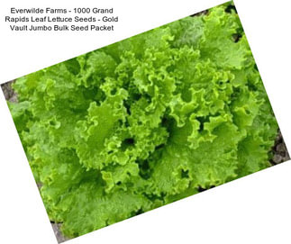 Everwilde Farms - 1000 Grand Rapids Leaf Lettuce Seeds - Gold Vault Jumbo Bulk Seed Packet