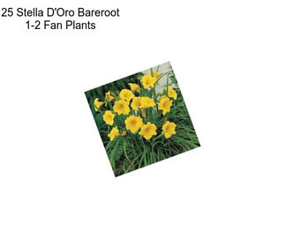 25 Stella D\'Oro Bareroot 1-2 Fan Plants