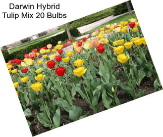 Darwin Hybrid Tulip Mix 20 Bulbs