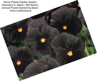 Pansy Flower Garden Seeds - Haloween II - Black - 500 Seeds - Annual Flower Gardening Seed - Viola x wittrockiana