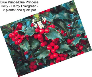 Blue Prince/Blue Princess Holly - Hardy Evergreen - 2 plants/ one quart pot