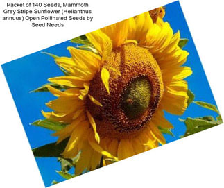 Packet of 140 Seeds, Mammoth Grey Stripe Sunflower (Helianthus annuus) Open Pollinated Seeds by Seed Needs