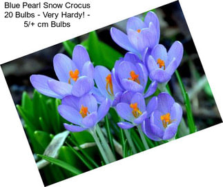 Blue Pearl Snow Crocus 20 Bulbs - Very Hardy! - 5/+ cm Bulbs