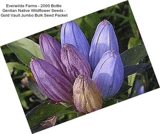 Everwilde Farms - 2000 Bottle Gentian Native Wildflower Seeds - Gold Vault Jumbo Bulk Seed Packet