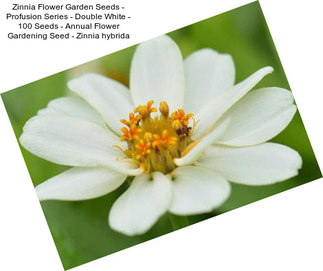 Zinnia Flower Garden Seeds - Profusion Series - Double White - 100 Seeds - Annual Flower Gardening Seed - Zinnia hybrida