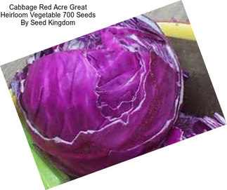 Cabbage Red Acre Great Heirloom Vegetable 700 Seeds By Seed Kingdom