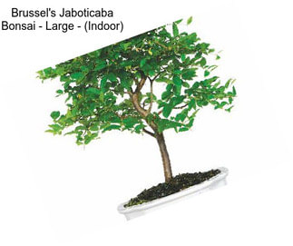 Brussel\'s Jaboticaba Bonsai - Large - (Indoor)