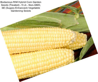 Bodacious R/M Hybrid Corn Garden Seeds (Treated) - 5 Lb - Non-GMO, SE (Sugary Enhanced) Vegetable Gardening Seeds