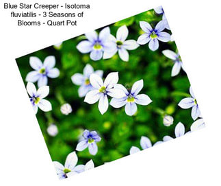 Blue Star Creeper - Isotoma fluviatilis - 3 Seasons of Blooms - Quart Pot