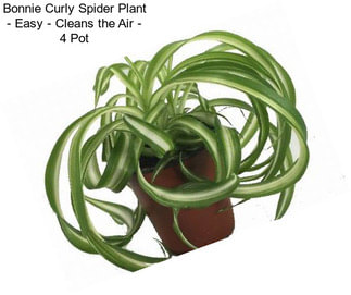 Bonnie Curly Spider Plant - Easy - Cleans the Air - 4\
