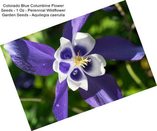 Colorado Blue Columbine Flower Seeds - 1 Oz - Perennial Wildflower Garden Seeds - Aquilegia caerulia