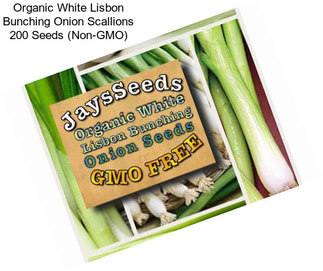 Organic White Lisbon Bunching Onion Scallions 200 Seeds (Non-GMO)