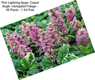 Pink Lightning Ajuga -Carpet Bugle -Variegated Foliage - 48 Plants - 1 3/4\