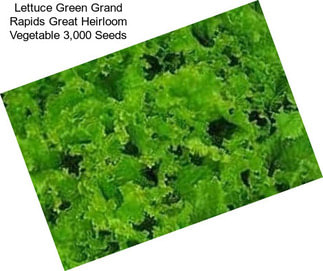 Lettuce Green Grand Rapids Great Heirloom Vegetable 3,000 Seeds