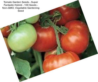 Tomato Garden Seeds - Super Fantastic Hybrid - 100 Seeds - Non-GMO, Vegetable Gardening Seed