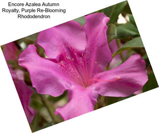 Encore Azalea Autumn Royalty, Purple Re-Blooming Rhododendron