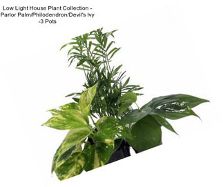 Low Light House Plant Collection - Parlor Palm/Philodendron/Devil\'s Ivy -3\