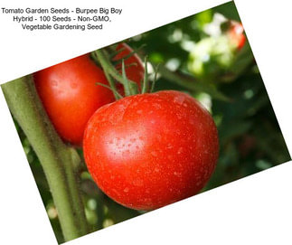 Tomato Garden Seeds - Burpee Big Boy Hybrid - 100 Seeds - Non-GMO, Vegetable Gardening Seed