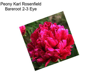 Peony Karl Rosenfield Bareroot 2-3 Eye