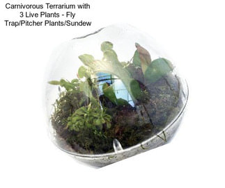 Carnivorous Terrarium with 3 Live Plants - Fly Trap/Pitcher Plants/Sundew