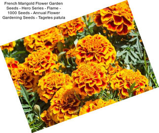 French Marigold Flower Garden Seeds - Hero Series - Flame - 1000 Seeds - Annual Flower Gardening Seeds - Tagetes patula