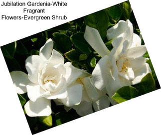 Jubilation Gardenia-White Fragrant Flowers-Evergreen Shrub