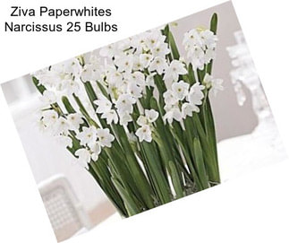 Ziva Paperwhites Narcissus 25 Bulbs