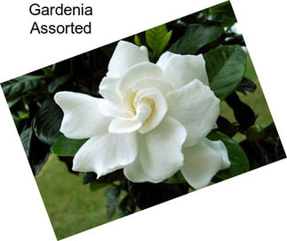 Gardenia Assorted