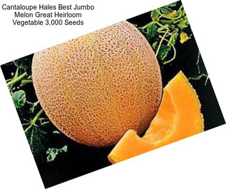 Cantaloupe Hales Best Jumbo Melon Great Heirloom Vegetable 3,000 Seeds