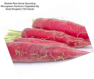 Radish Red Arrow Sprouting Microgreen Heirloom Vegetable By Seed Kingdom 700 Seeds