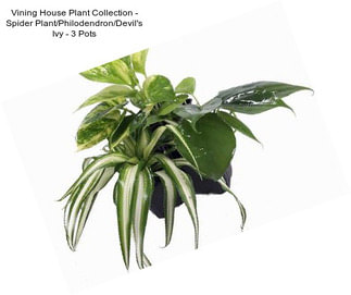 Vining House Plant Collection - Spider Plant/Philodendron/Devil\'s Ivy - 3\