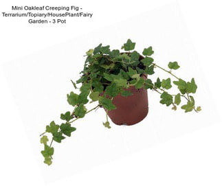 Mini Oakleaf Creeping Fig - Terrarium/Topiary/HousePlant/Fairy Garden - 3\