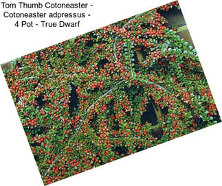 Tom Thumb Cotoneaster - Cotoneaster adpressus - 4\