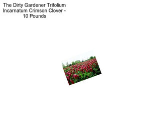 The Dirty Gardener Trifolium Incarnatum Crimson Clover - 10 Pounds