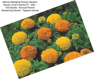 African Marigold Flower Garden Seeds -Inca II Series F1 - Mix - 100 Seeds - Annual Flower Gardening Seeds - Tagetes erecta