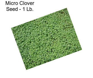 Micro Clover Seed - 1 Lb.