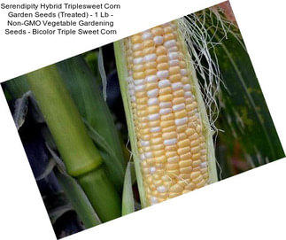 Serendipity Hybrid Triplesweet Corn Garden Seeds (Treated) - 1 Lb - Non-GMO Vegetable Gardening Seeds - Bicolor Triple Sweet Corn