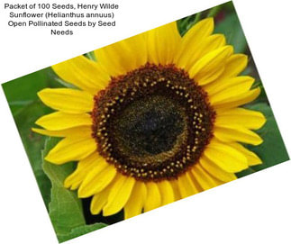 Packet of 100 Seeds, Henry Wilde Sunflower (Helianthus annuus) Open Pollinated Seeds by Seed Needs
