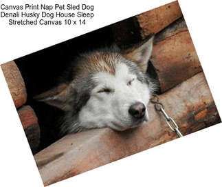 Canvas Print Nap Pet Sled Dog Denali Husky Dog House Sleep Stretched Canvas 10 x 14