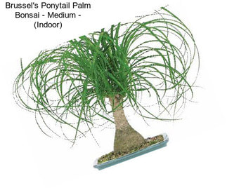 Brussel\'s Ponytail Palm Bonsai - Medium - (Indoor)