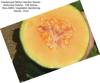 Cantaloupe Melon Garden Seeds - Ambrosia Hybrid - 100 Seeds - Non-GMO, Vegetable Gardening Seeds - Fruit