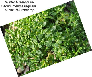 Winter Greenhouse Sedum mentha requienii, Miniature Stonecrop