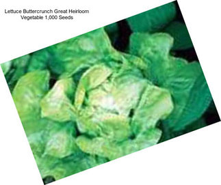 Lettuce Buttercrunch Great Heirloom Vegetable 1,000 Seeds